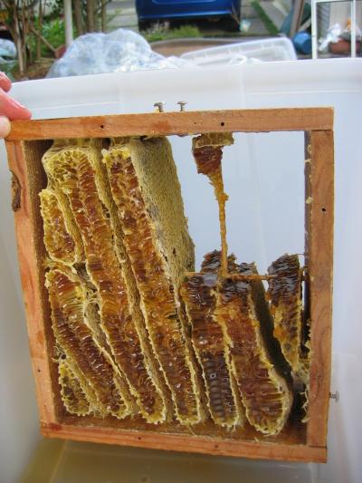 日本ミツバチの巣箱作り?