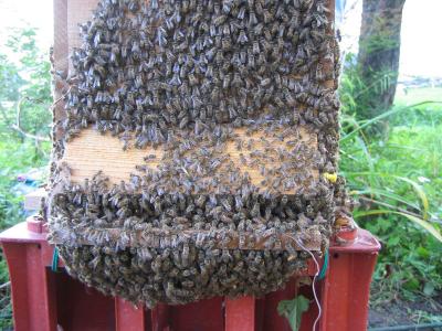 日本ミツバチの巣箱作り?