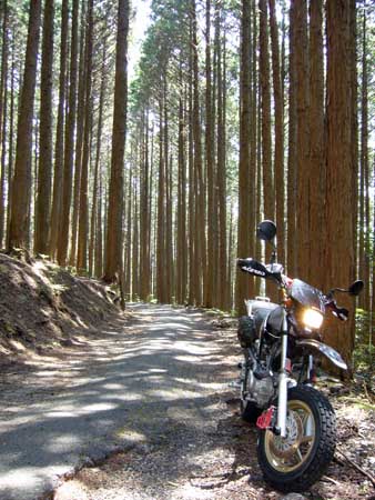 七越峠への林道