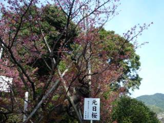 西山神社の元日桜