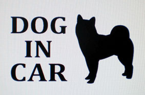 DOG IN CAR 柴犬