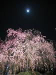 枝垂桜月
