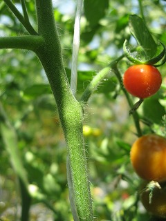 s-tomato 005