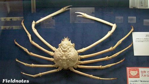 最大のカニであり最大の甲殻類のタカアシガニの標本［大阪市立自然史博物館］