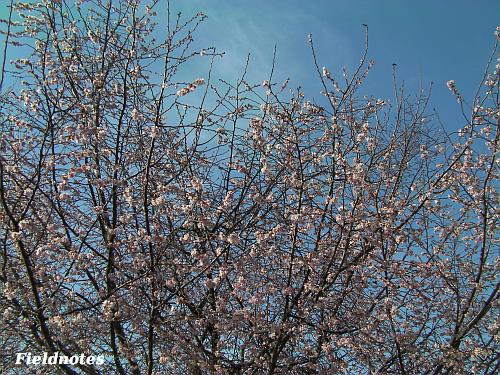 ２月末の長居公園で咲いていた桜