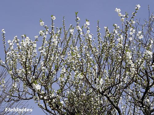 蕾も膨らみ咲き始めの桃源台の桃
