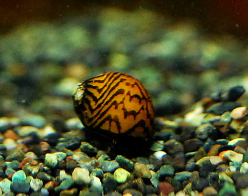 ムラクモカノコ貝