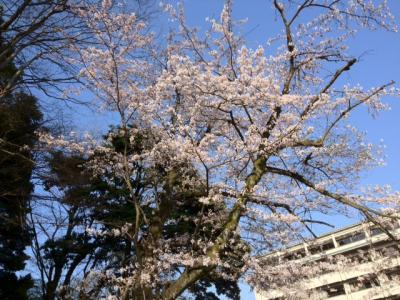 城崎温泉のサクラ開花！今週末には満開？！