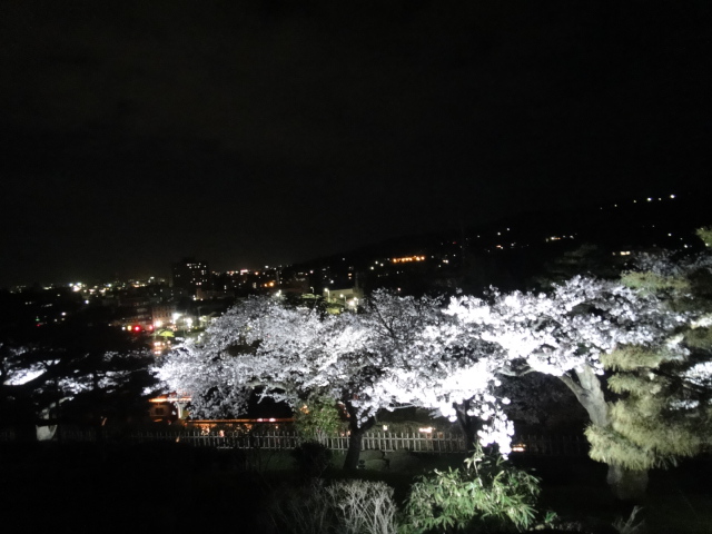 夜景と夜桜
