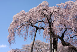 滝桜2s