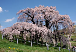 滝桜3s