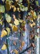 【写真】枯れ葉が多くなってきた緑のカーテン