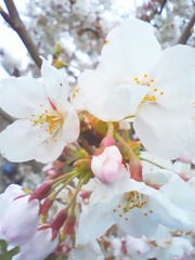 【写真】桜2010