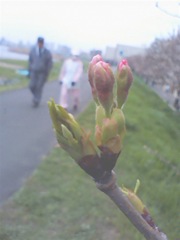 【写真】桜のつぼみ