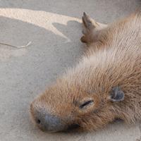 カピバラカメラ capybara camera <b>市川市動植物園</b>の赤ちゃんカピバラ <b>...</b>