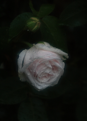 rose1028