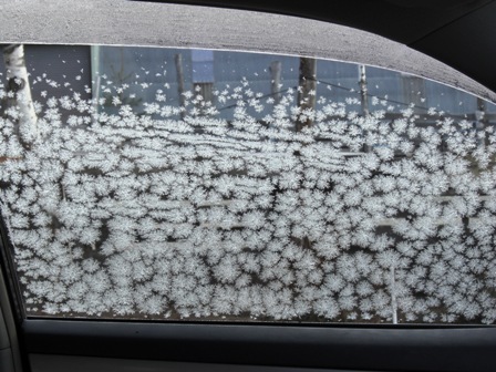 車の窓の花びら１