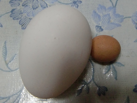 LL卵＆ハイジの卵
