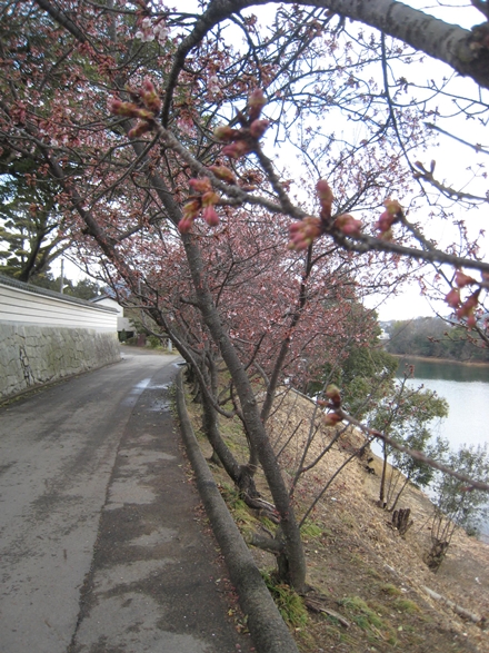 福成寺の寒桜