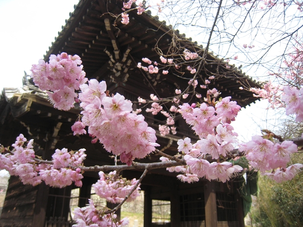 鐘門下の桜