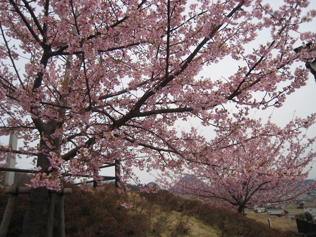 如意輪寺公園の河津桜