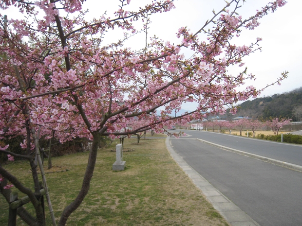 湊川の河津桜