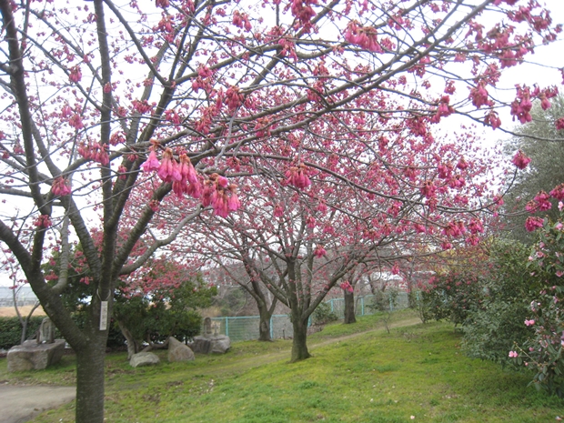園芸総合センターの桜