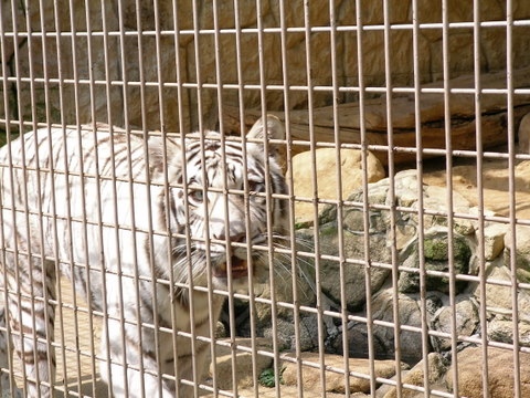 大牟田市動物園に行ってきました、<b>福岡市動物園</b>より断然イイ