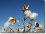 CottonPlantsm.jpg