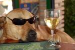 Wine_Dog.jpg