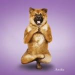 Yoga-dogs-1.jpg