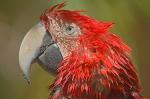 animal-picture-parrot-shashchatter-animalpicture.jpg