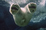 animal-picture-polar-bear-swimming-ucumari-animalpicture.jpg