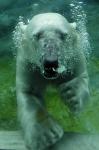 animal-picture-polar-bear-swimming2-ucumari-animalpicture.jpg