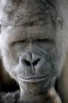 animal-picture-silver-back-male-gorilla-ucumari-animalpicture.jpg