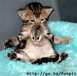 cute-kitten-mouse-flash-img129.gif