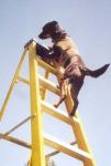 dog-climbs-ladder_lg.jpg