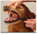 dog-teeth-cleaning.jpg