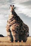 fat-giraffe-animal-humor-680103_261_380.jpg