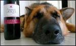 france-wine-dog-bdr.jpg