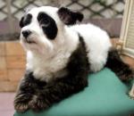 panda-dog.jpg