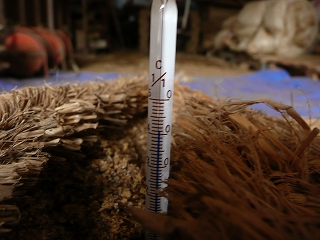 発酵開始８日後のボカシ肥料の温度（午後１時頃）