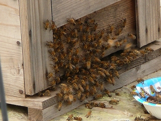 巣箱の入り口・蜂がうじゃうじゃ