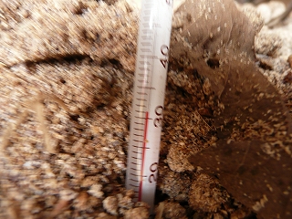 二次発酵開始９日目のボカシ肥料の温度（午前８時）