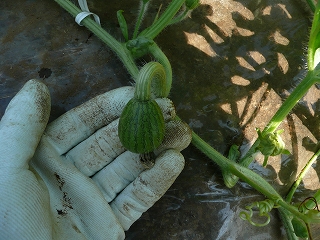 摘果した小さい西瓜