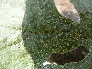 アブラムシの分泌液が大量に付着した西瓜の葉