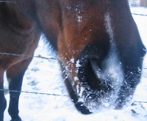 winter horse 5