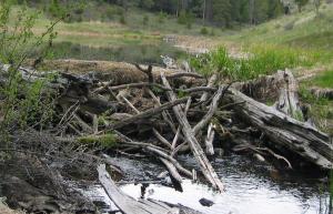 beaver ponds trail  11