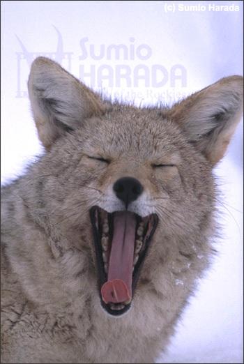 coyote, Sumio Harada