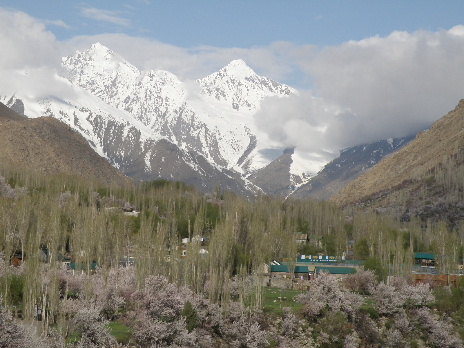 Kargil apricot with mountain